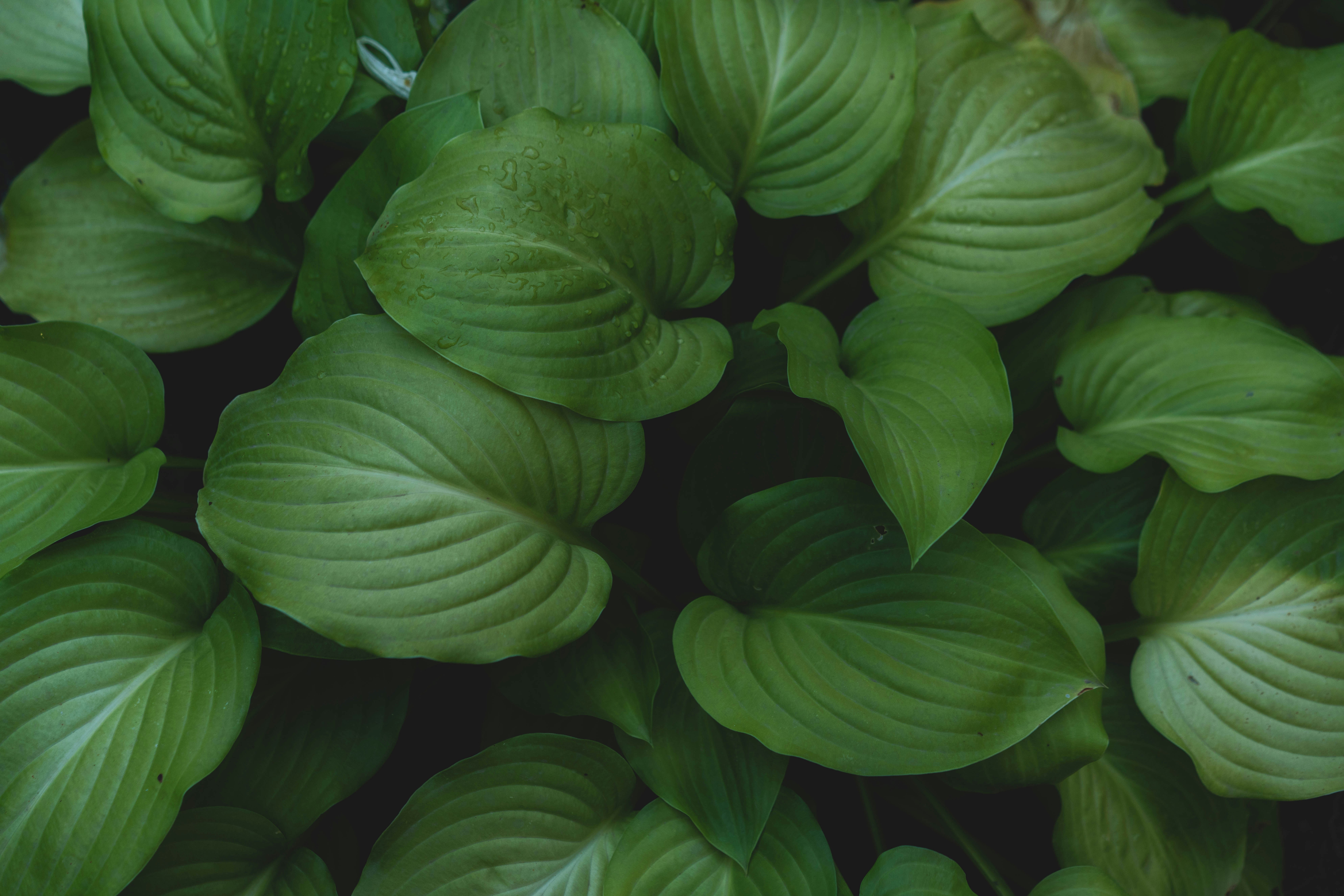 Photo by fairycarousel