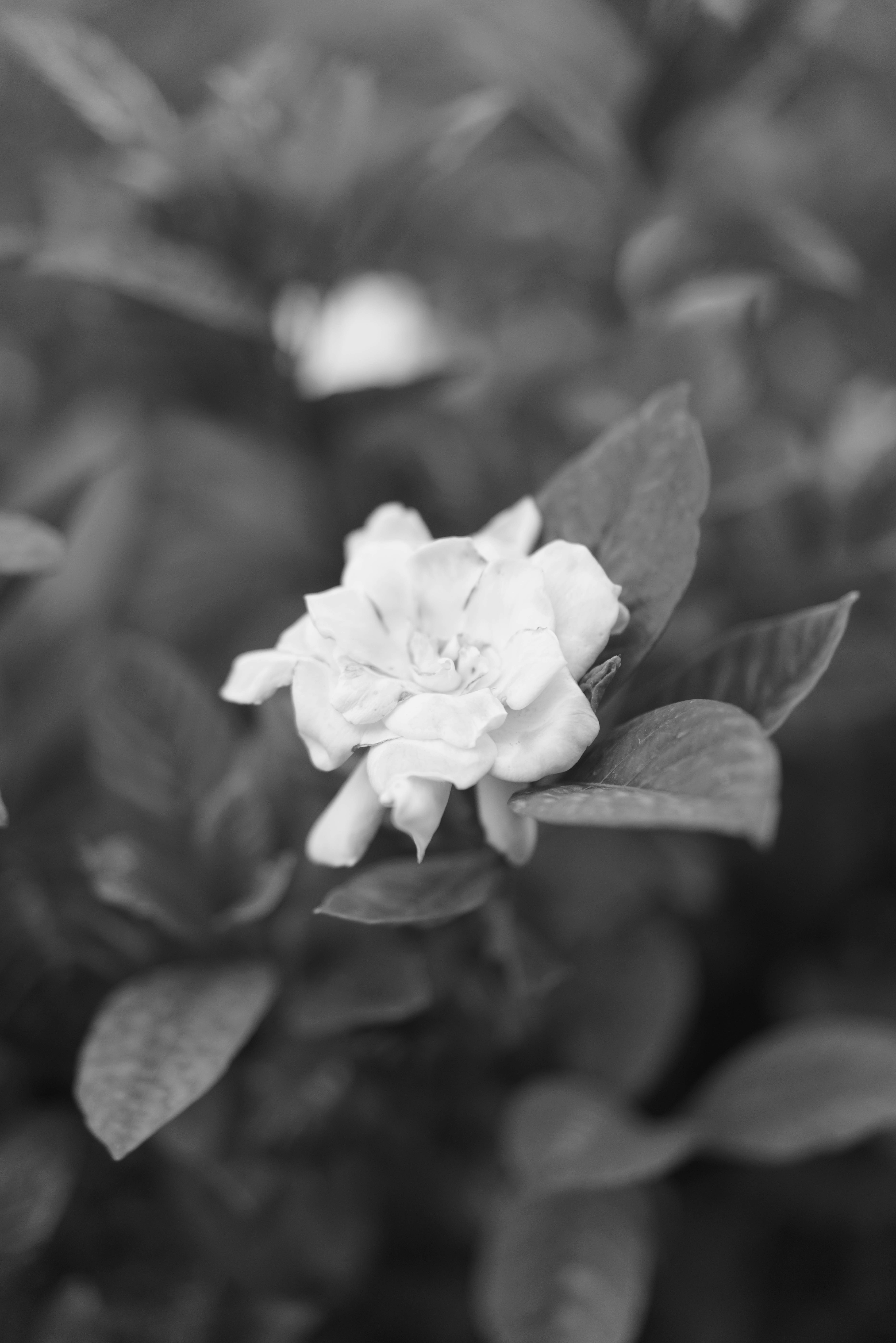 Photo by fairycarousel