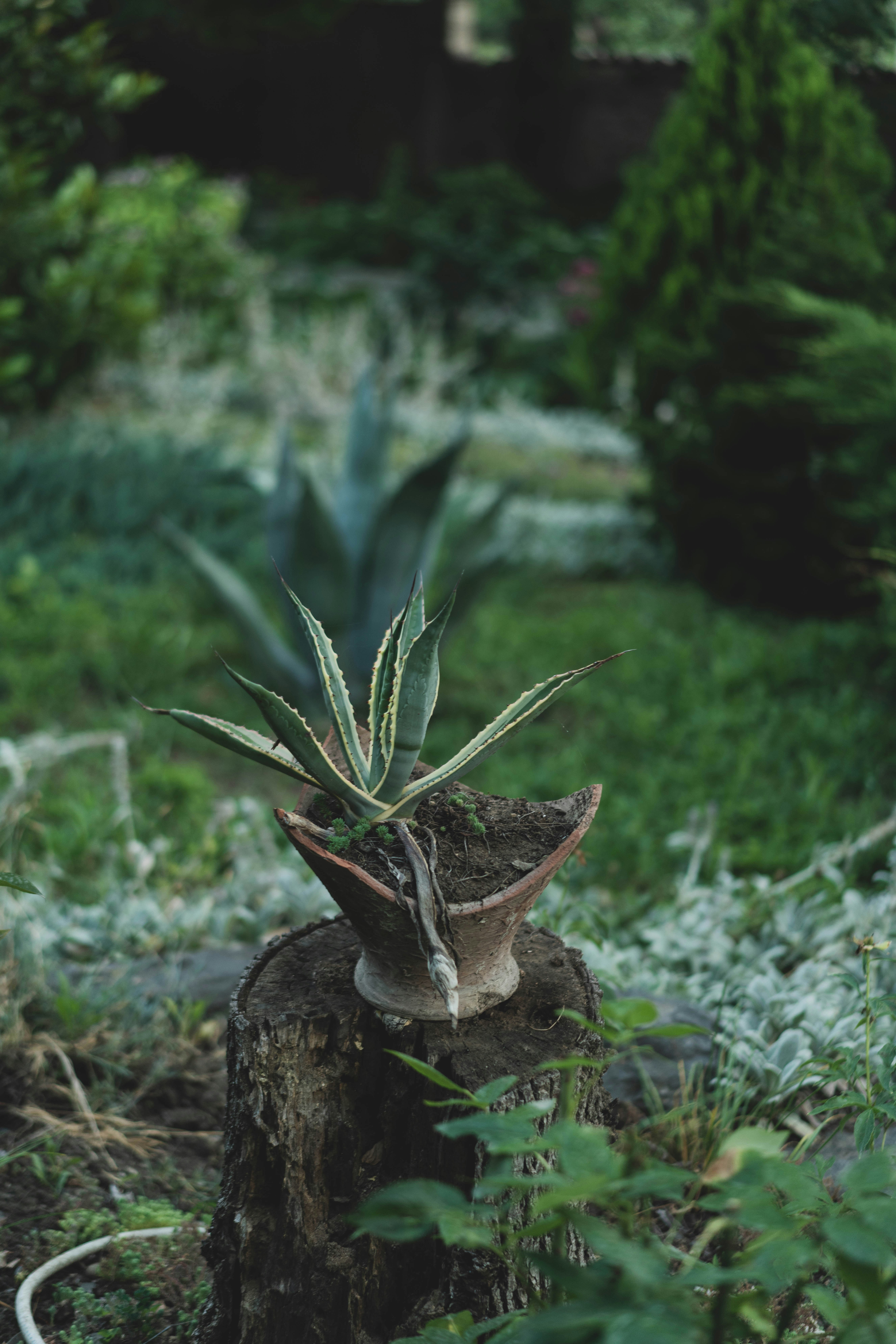 una planta en una maceta