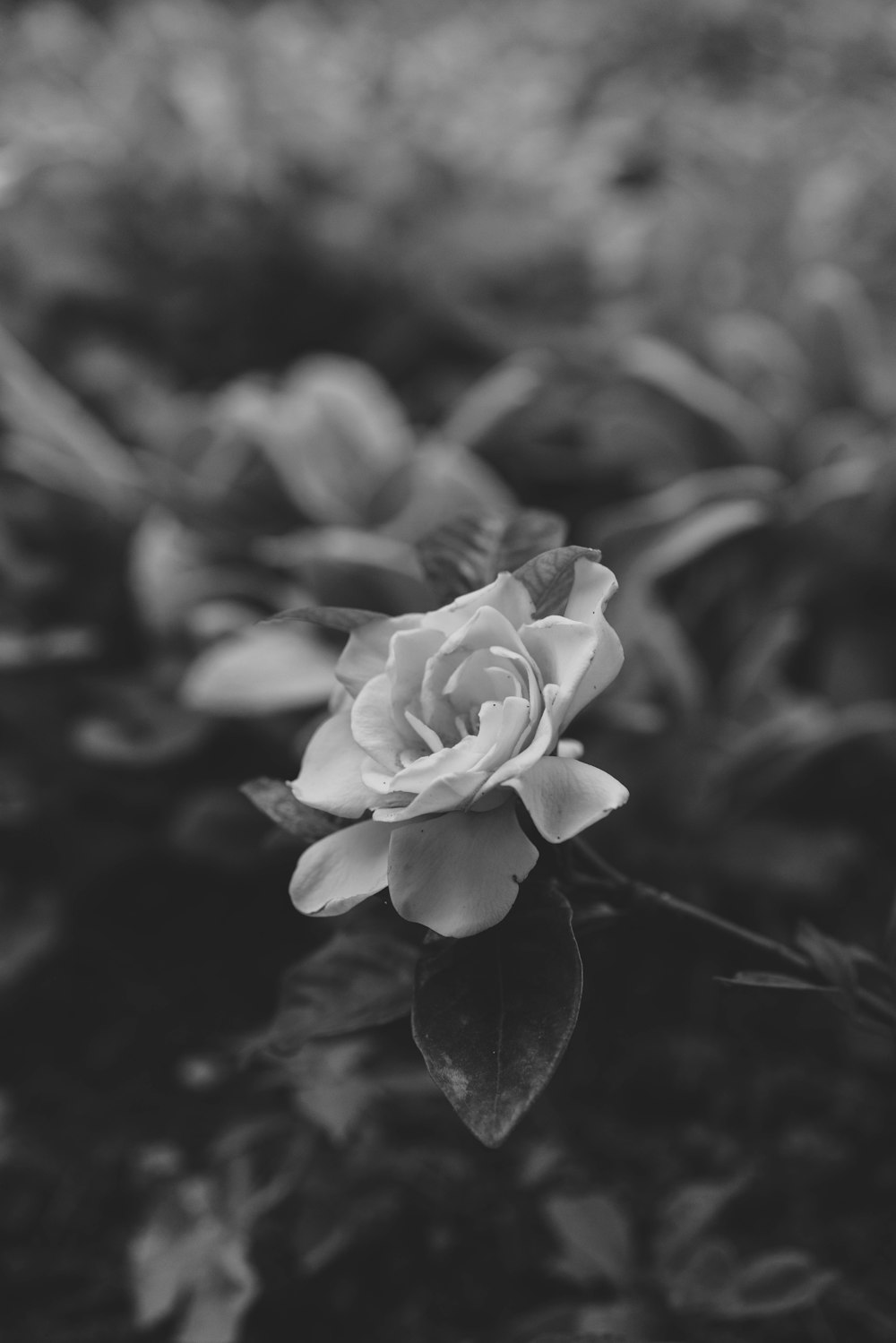 a close up of a flower