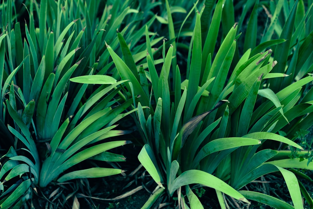 a close-up of some plants