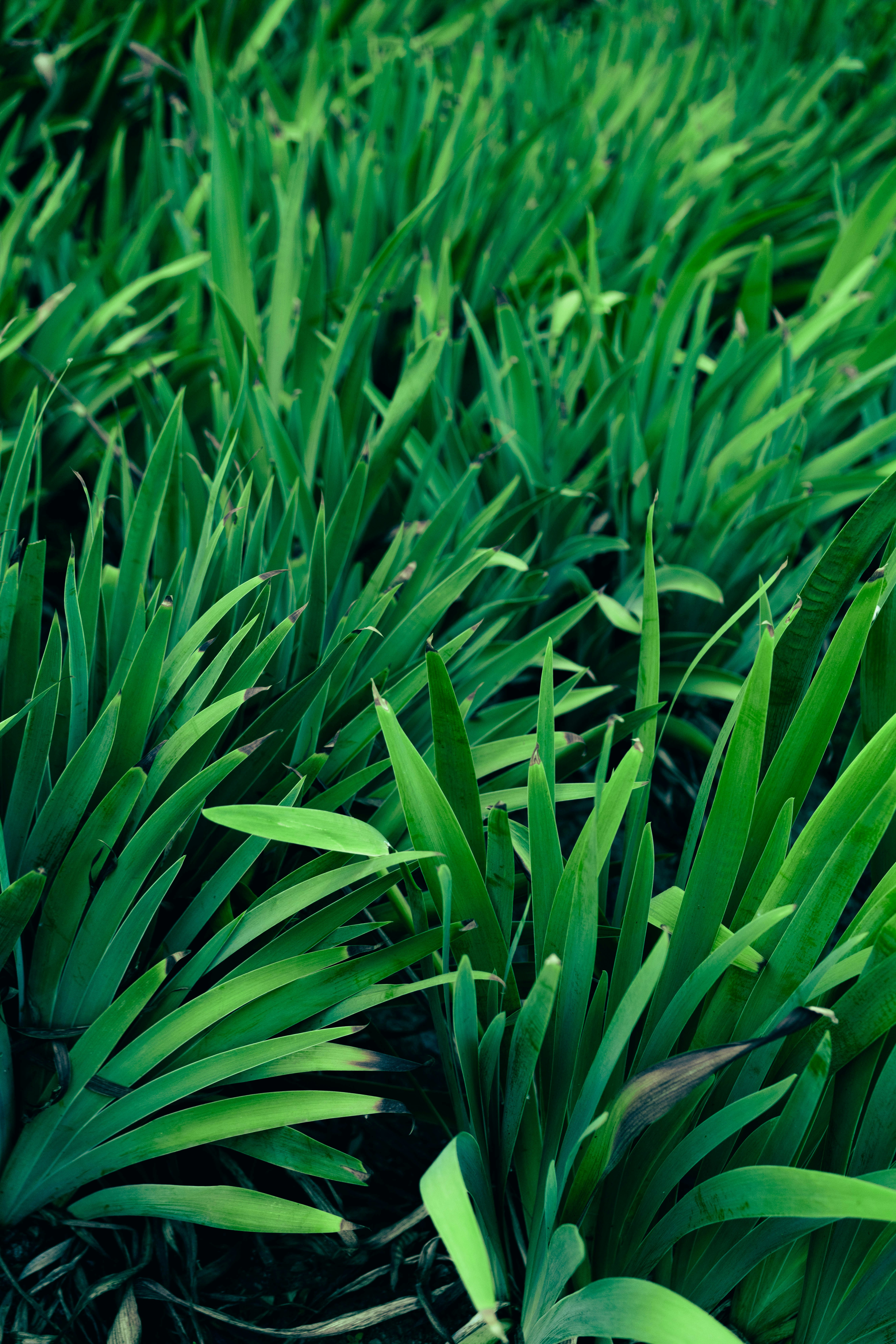 Photo by fairycarousel