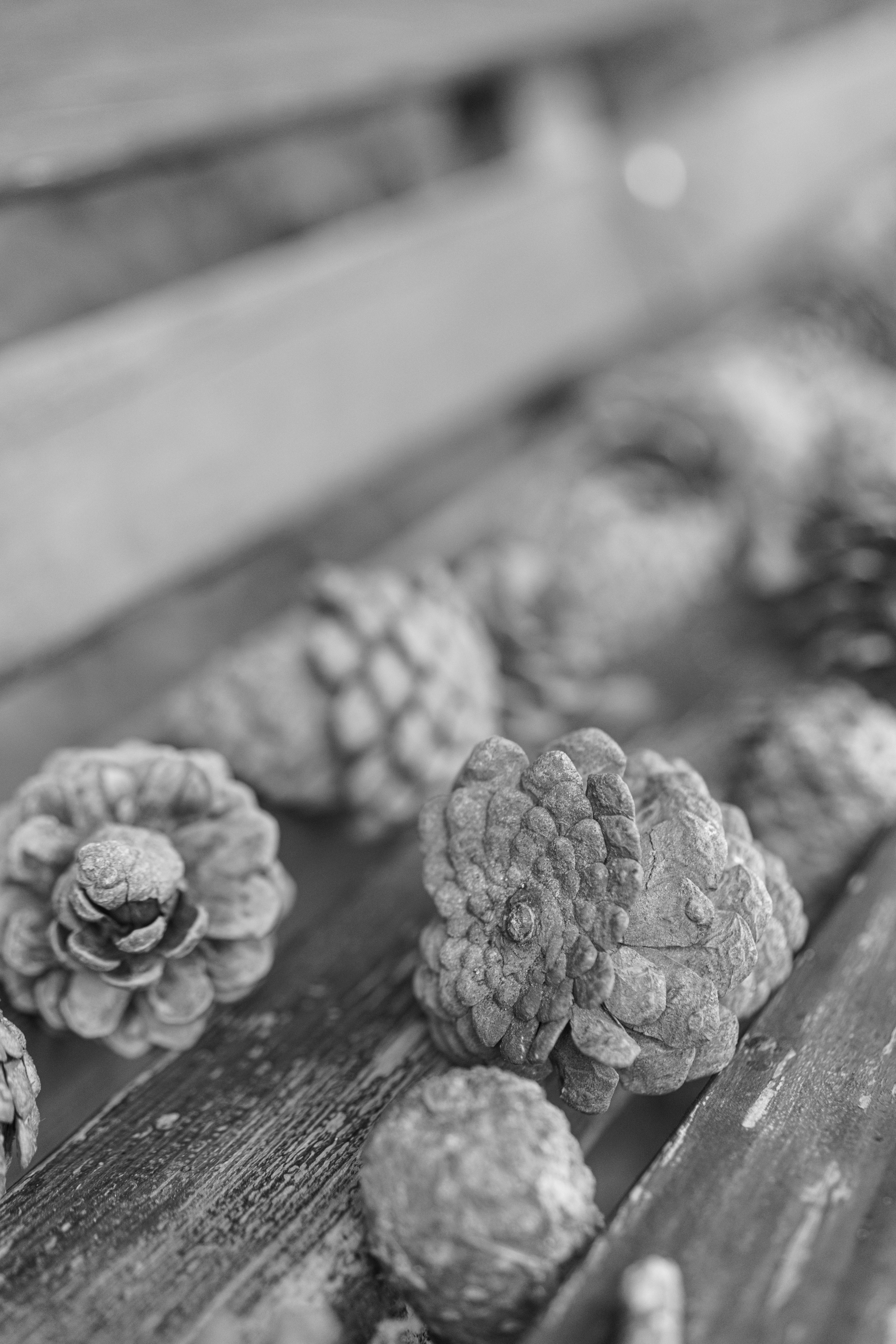 Photo by fairycarousel