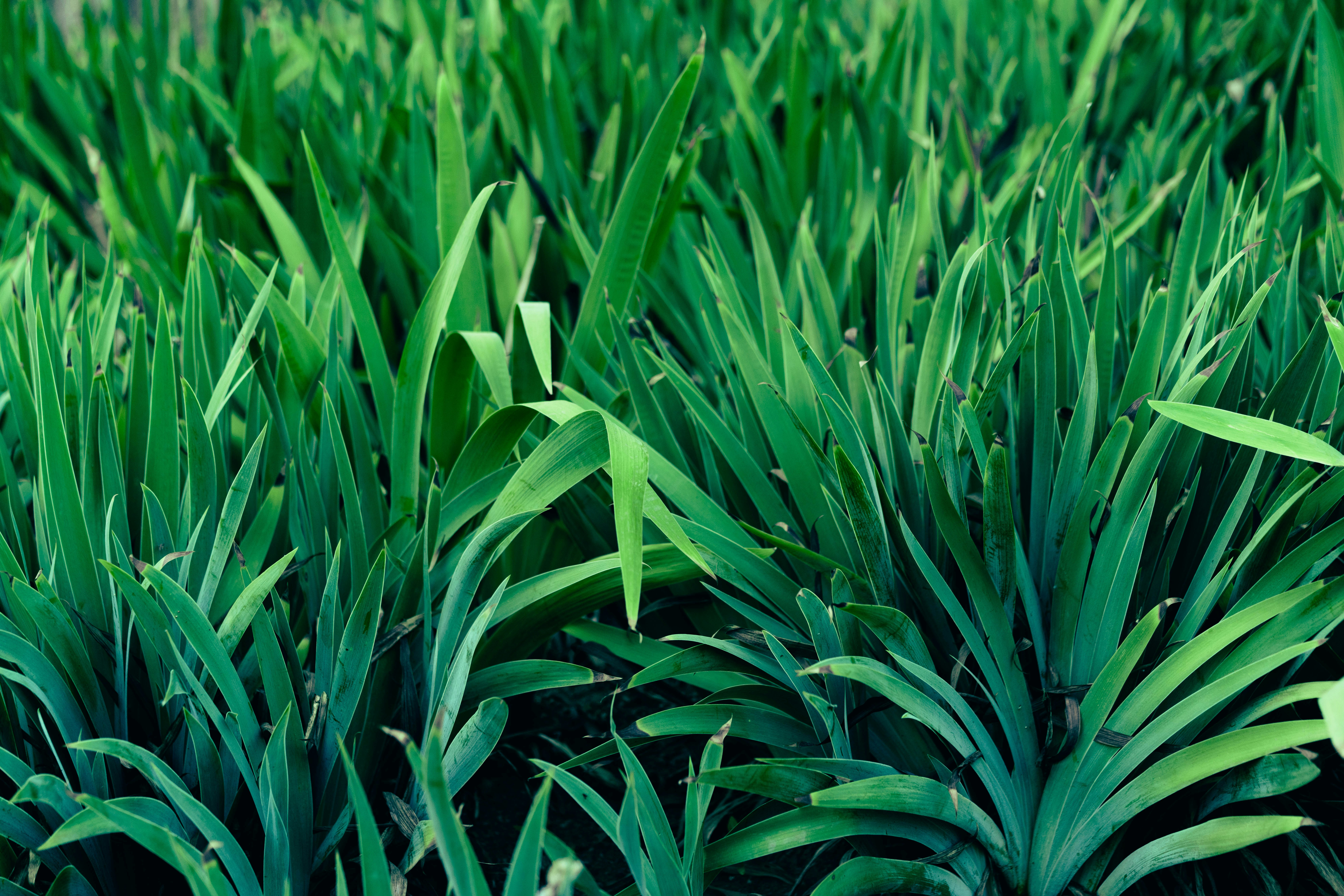 Photo by fairycarousel