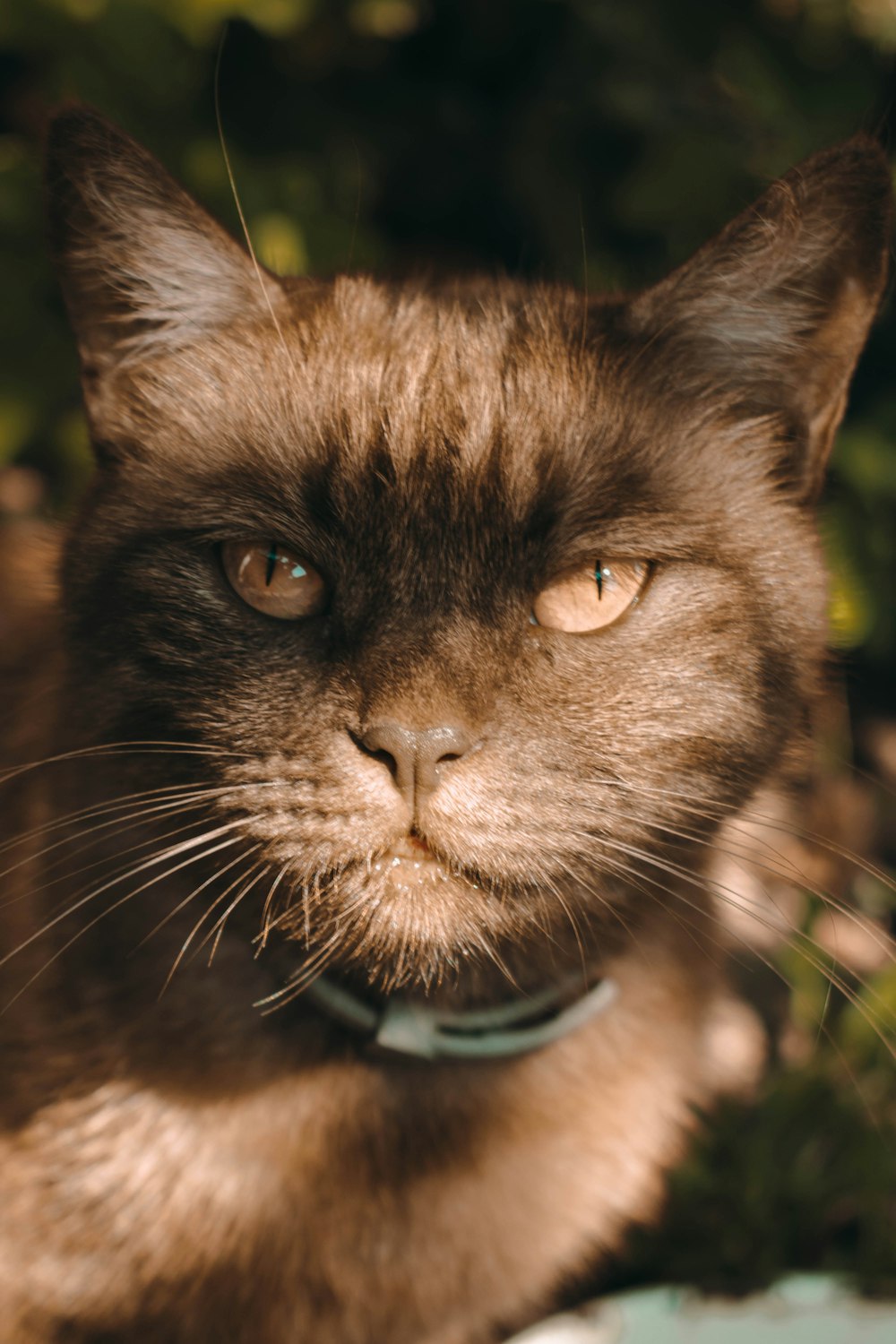 a cat with a collar