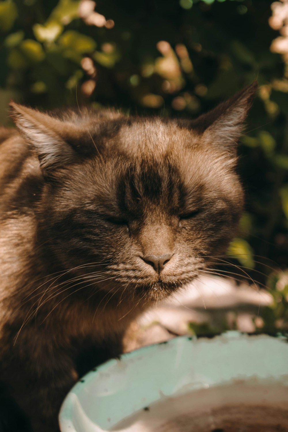 a cat licking a bowl