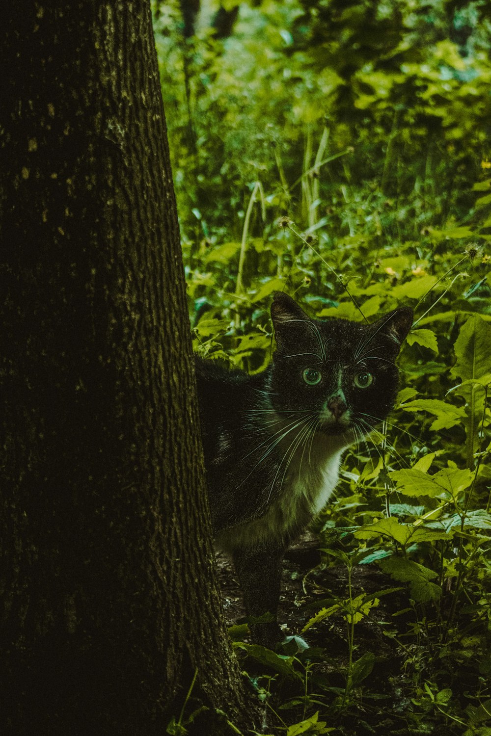 a cat standing next to a tree