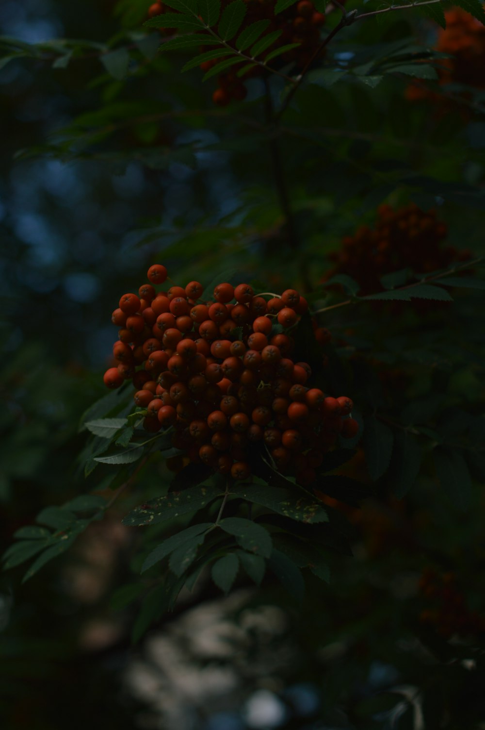 a close up of a berry