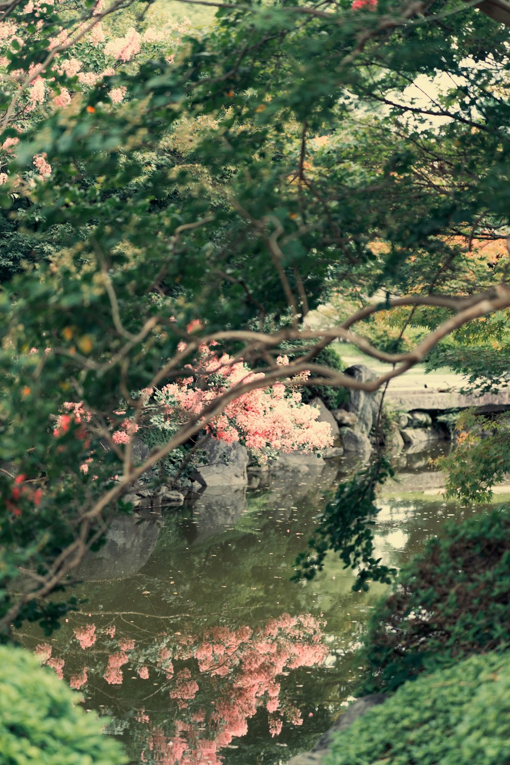 un ruisseau entouré d’arbres