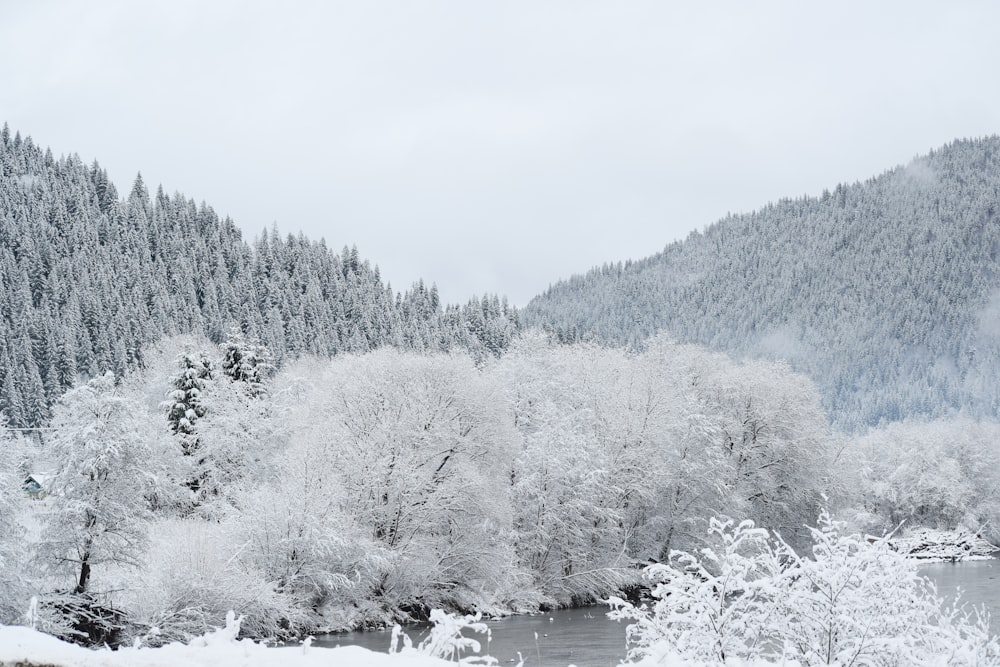 a river surrounded by snow covered trees