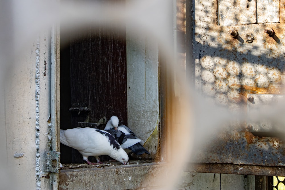 a couple of white birds in a window