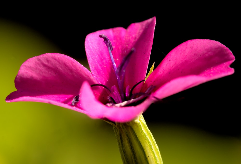 a close up of a flower