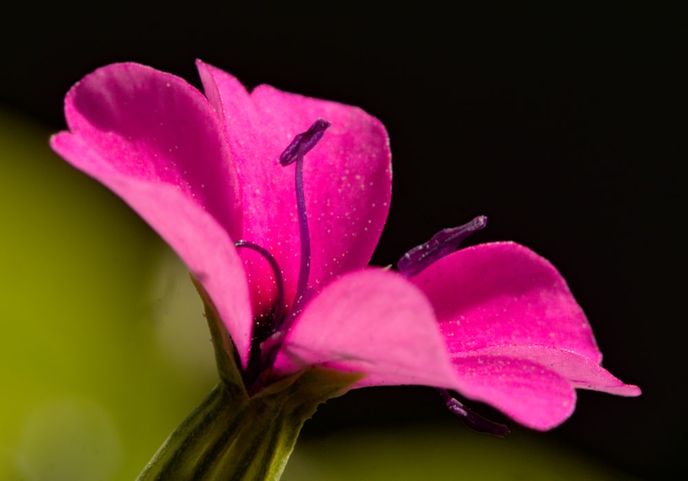 a close up of a flower