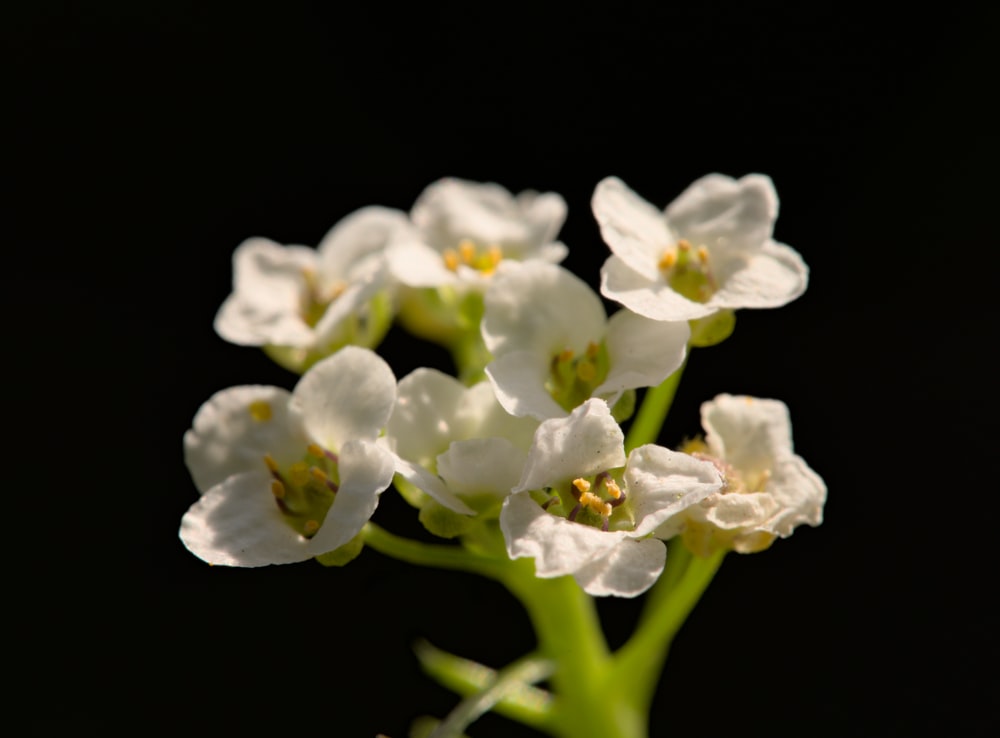 a close-up of some flowers
