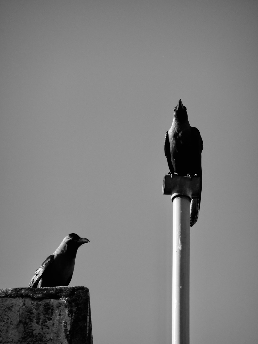 a couple of birds on a pole