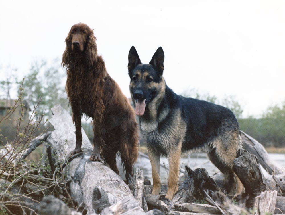 a couple of dogs standing on a log