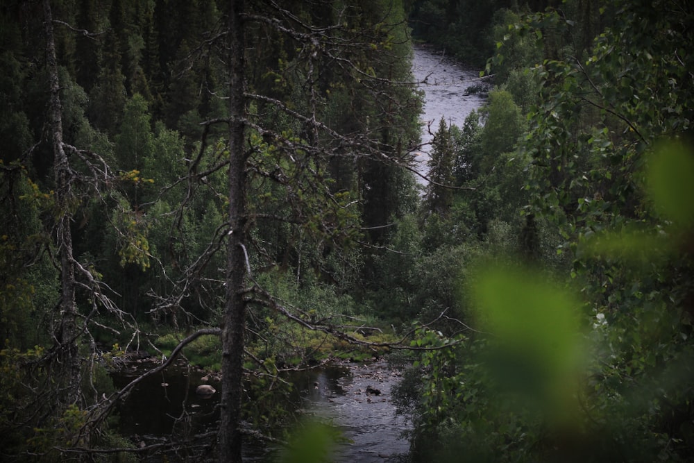 Ein Fluss im Wald