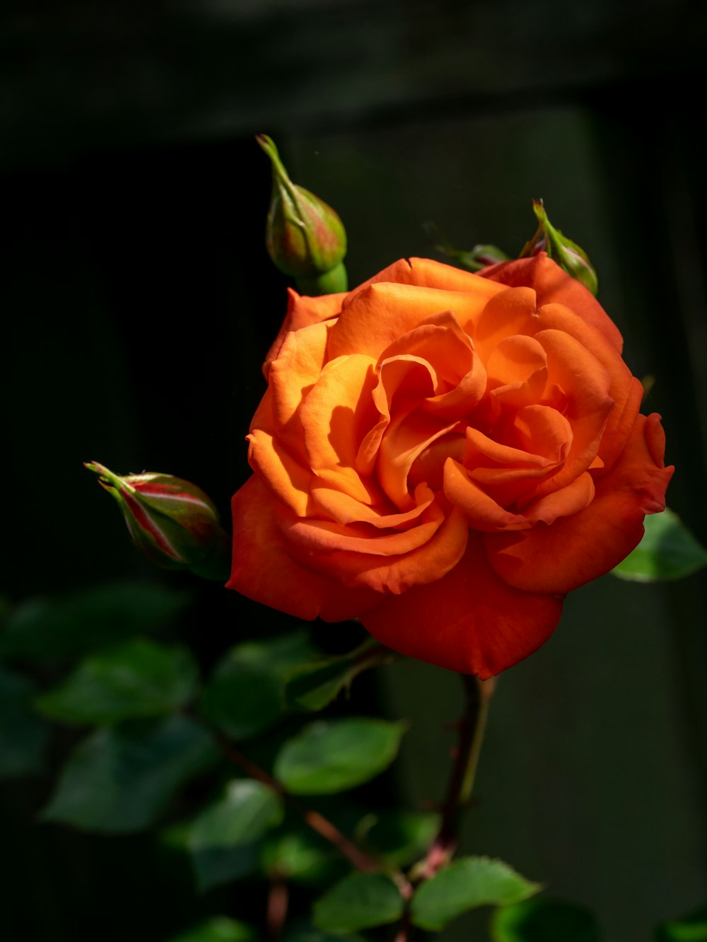 a close up of a rose