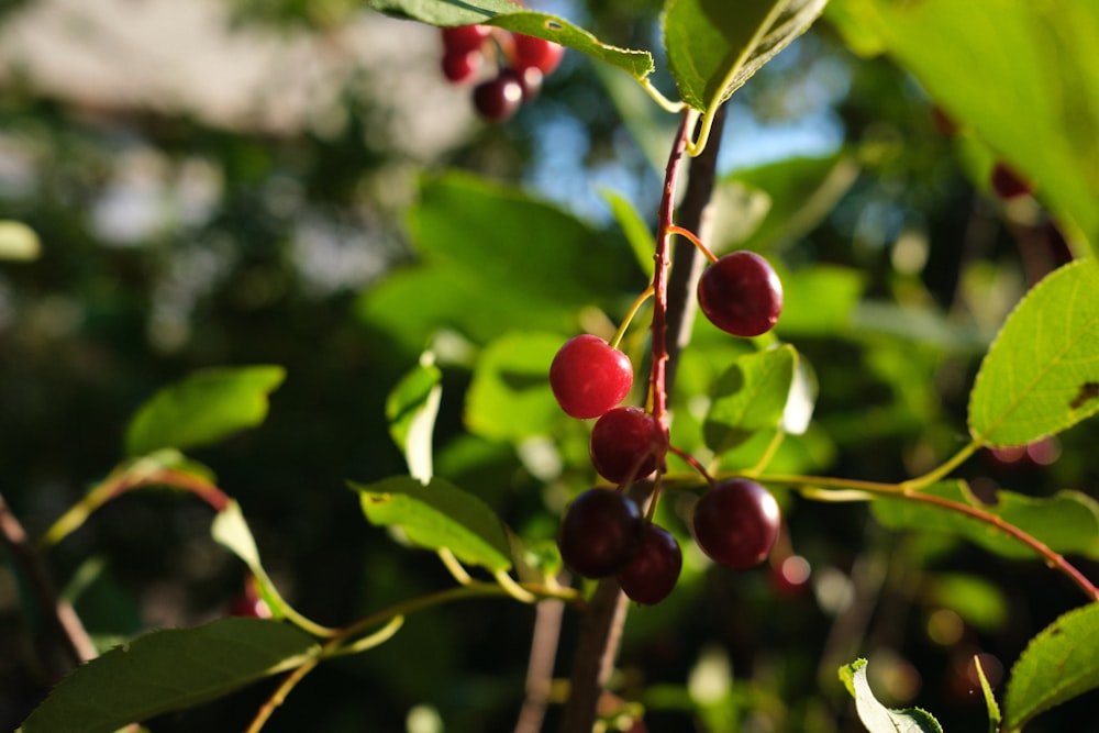 a close up of some berries