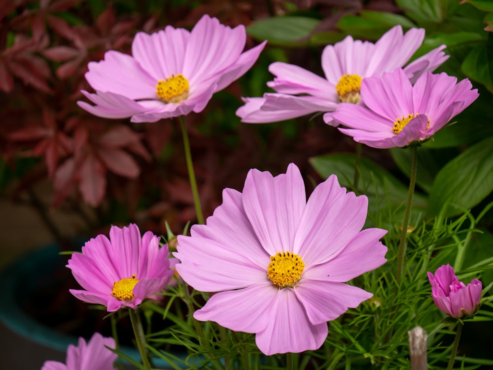 a group of flowers