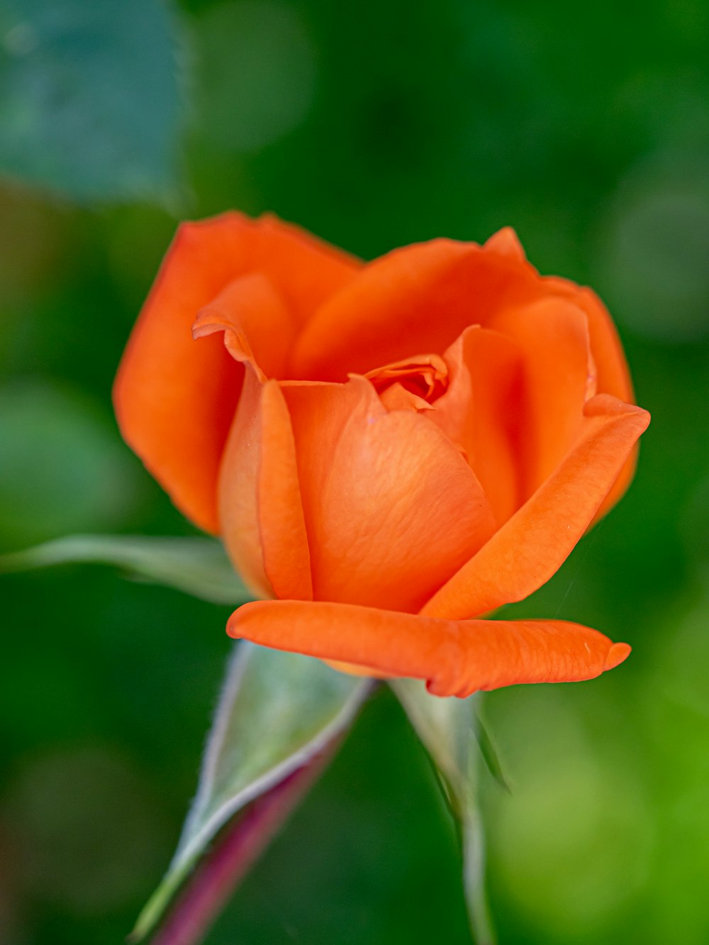 a close up of a flower