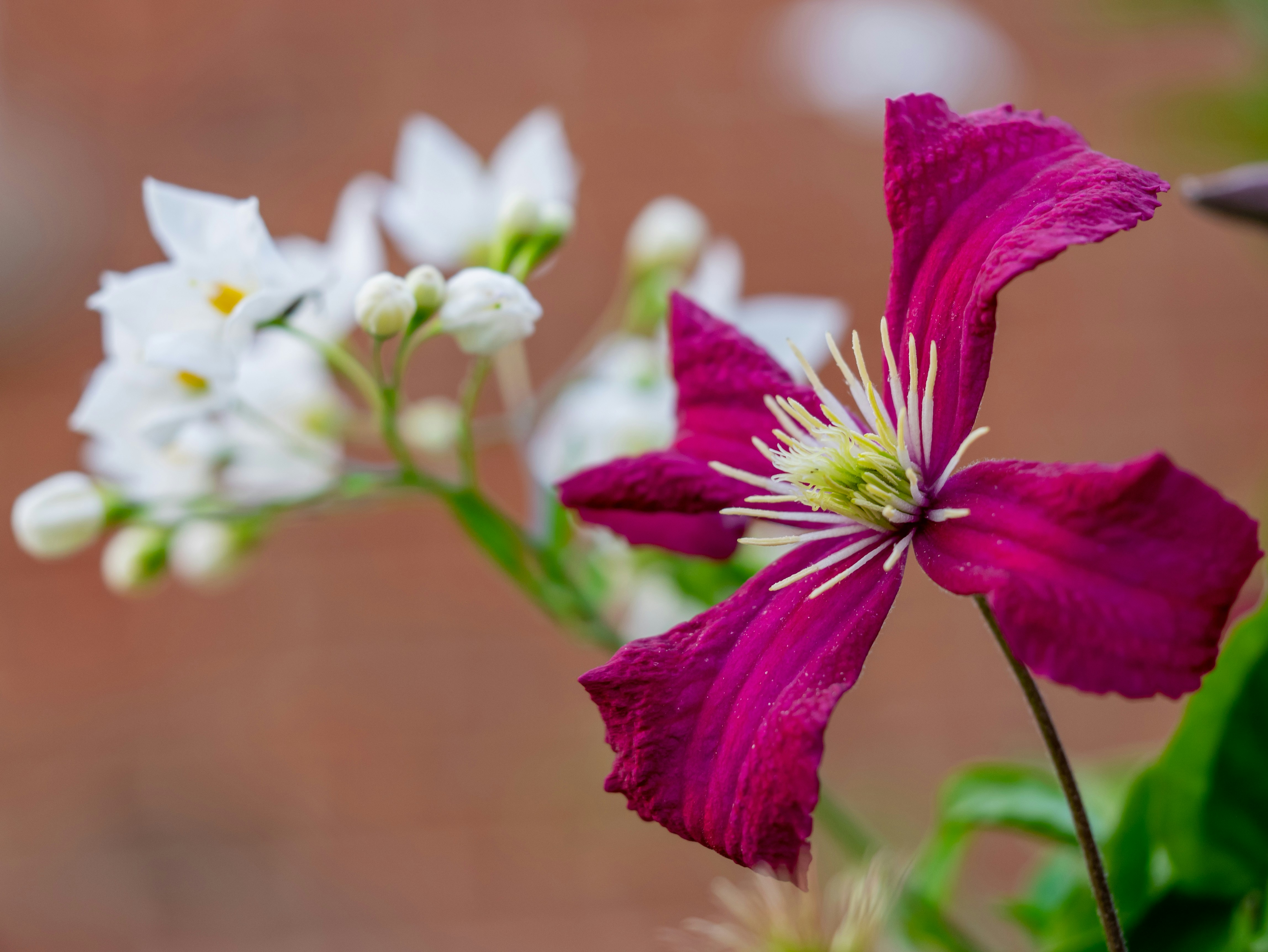 Un primer plano de una flor