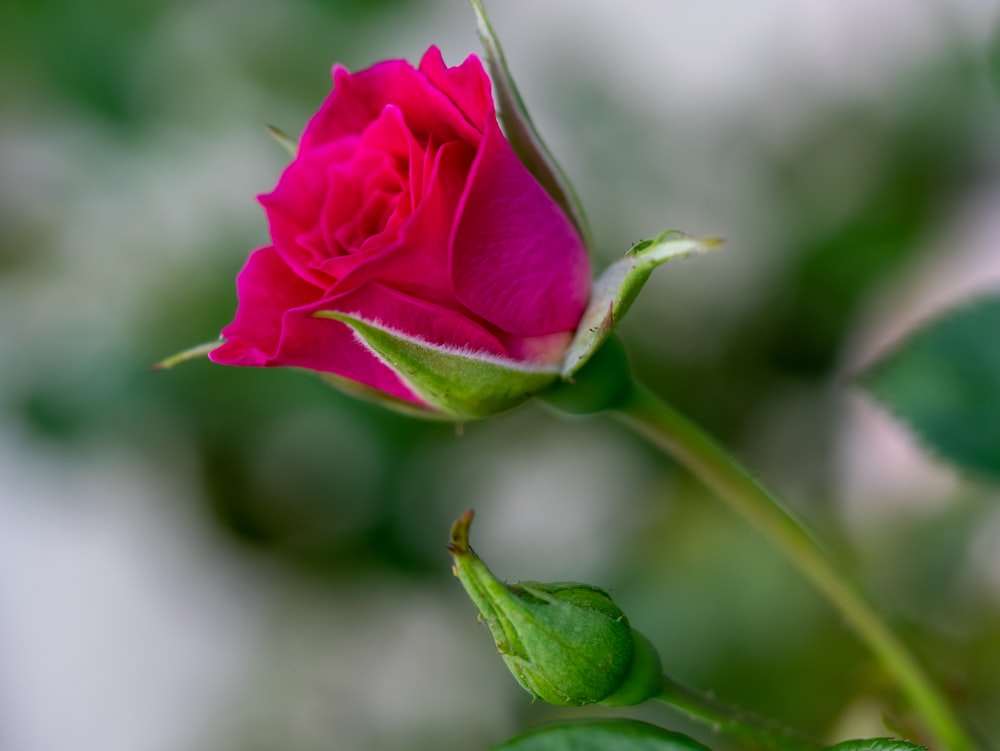 a close up of a rose