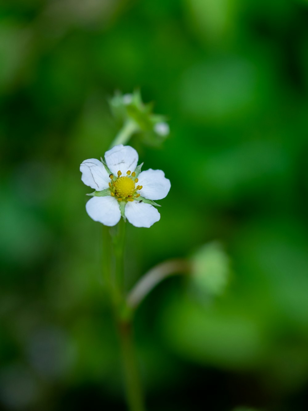 a white flower with yellow center