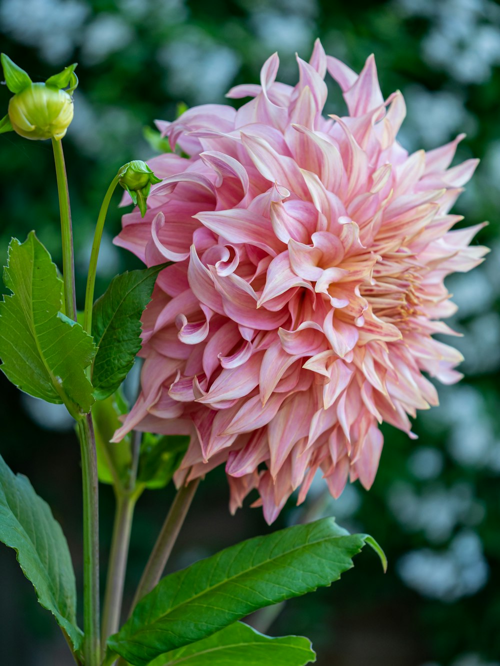 a pink flower with green leaves