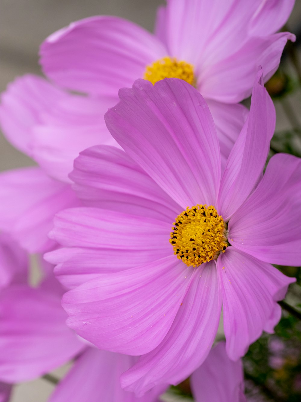 a close up of a flower