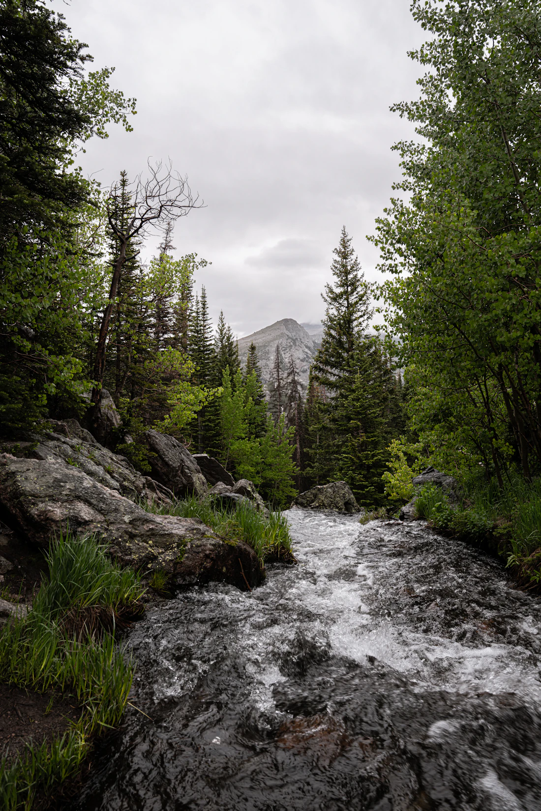 A wild high-country creek and pocket water in Pike National Forest