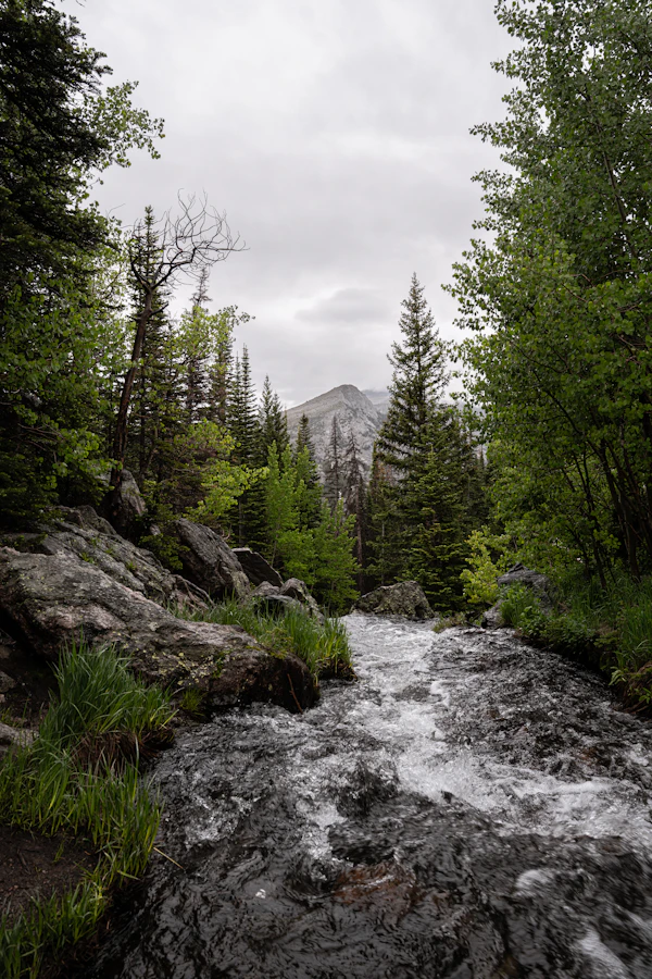 Walk-&-Wade Wild Trout