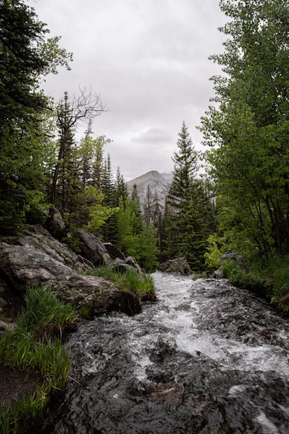 Rocky mountain river with trees, Nevada elk hunting terrain