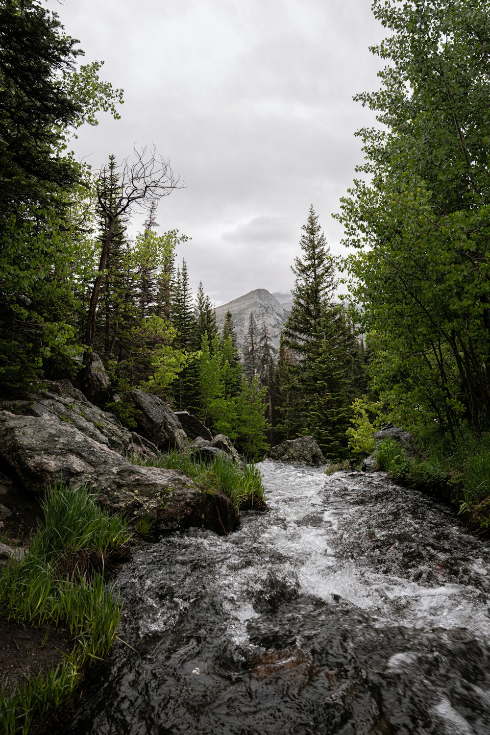 a rocky river with trees and mountains in the background