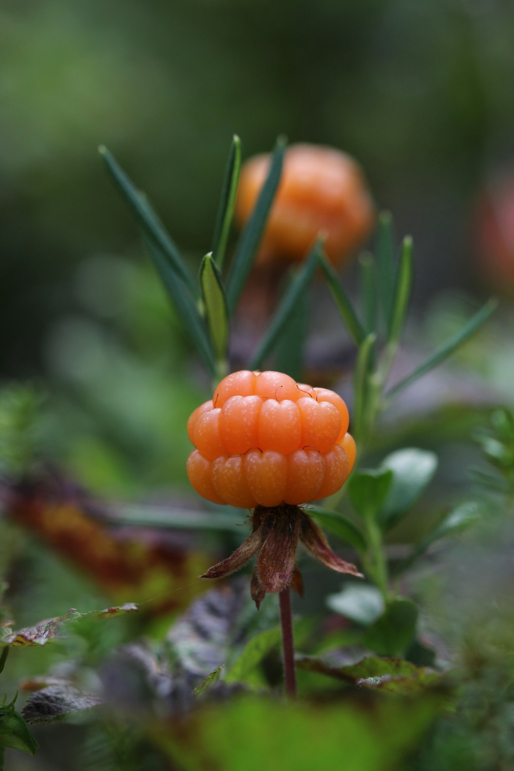 a close up of a plant