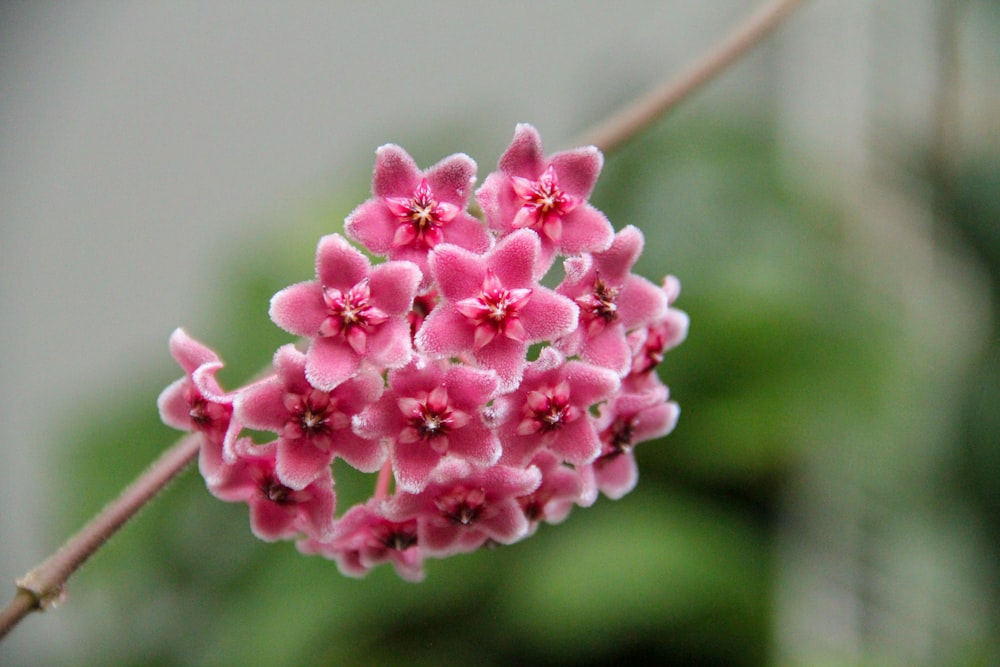 a close up of a flower