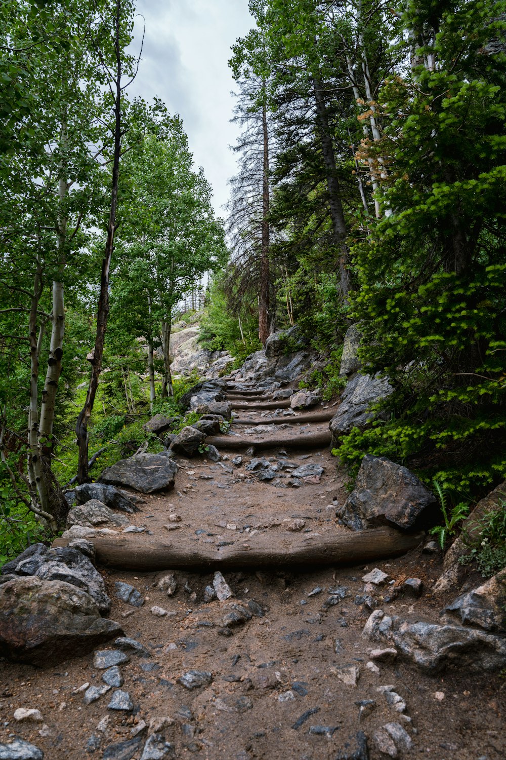 a rocky trail in the woods