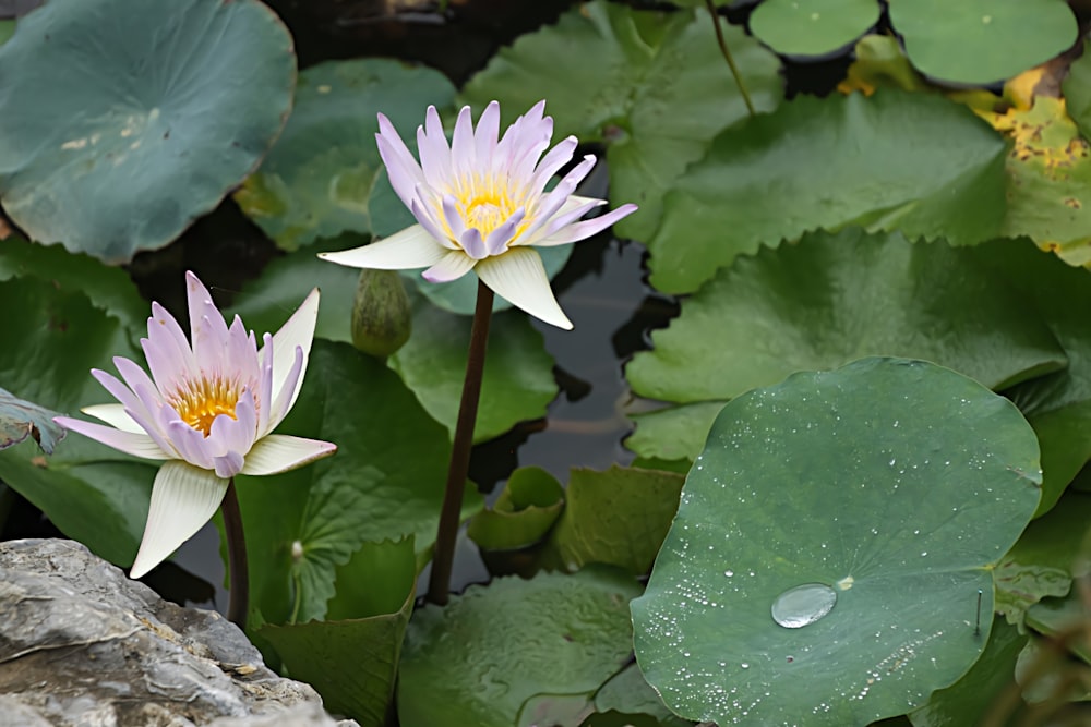 a couple of flowers in a pond