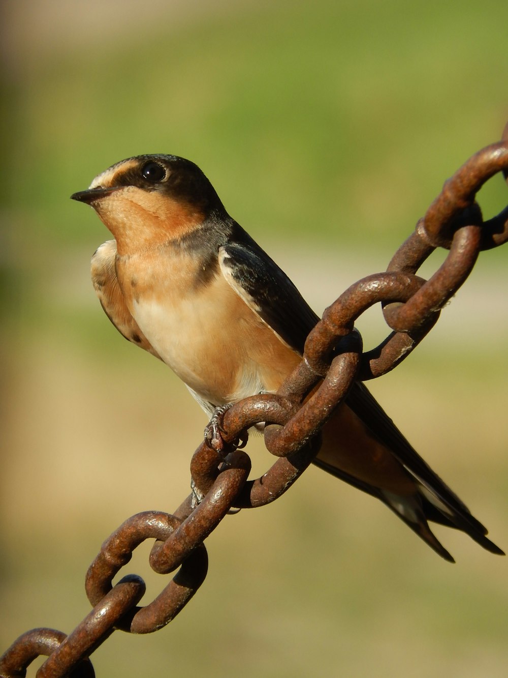 a bird sitting on a branch