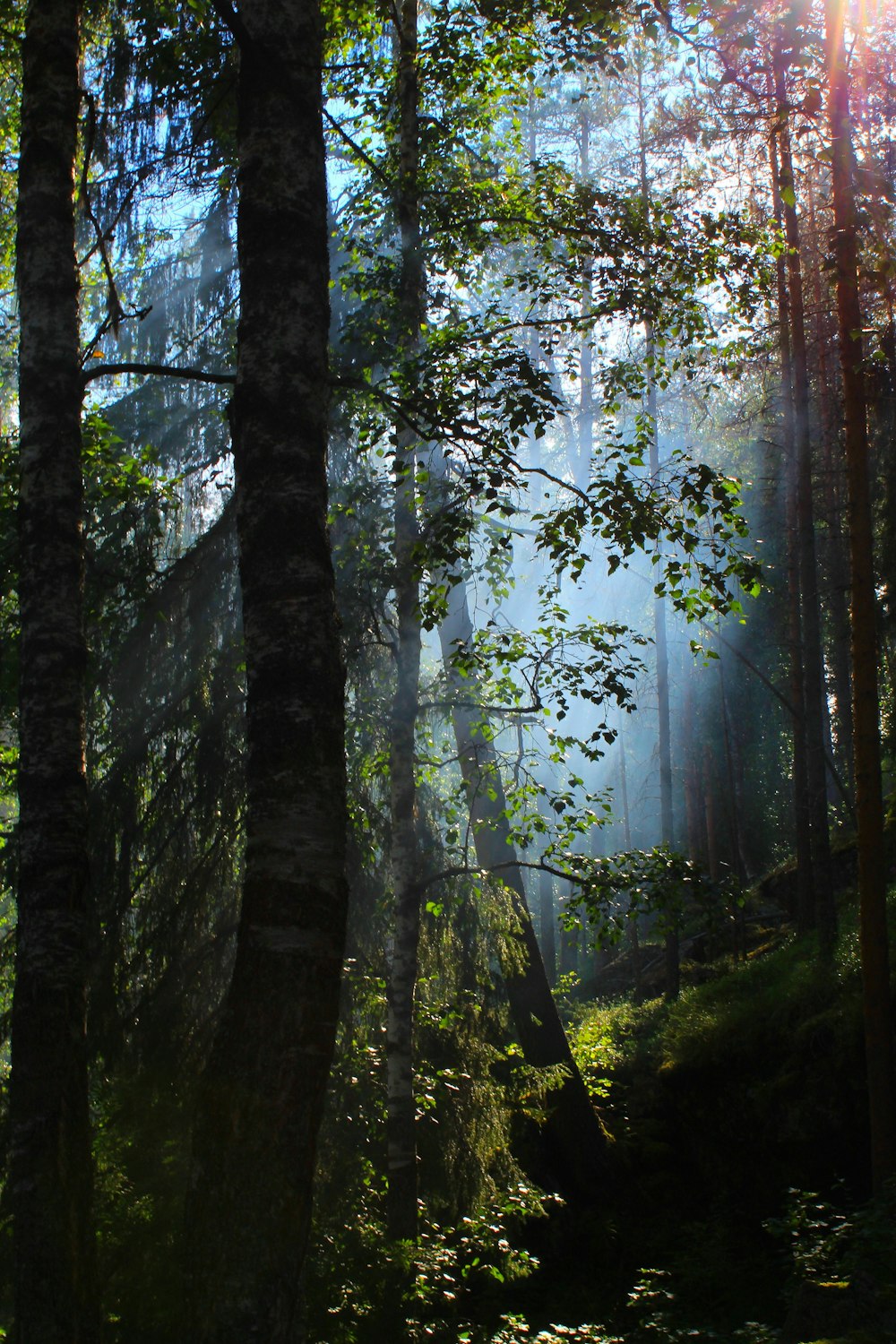 a forest with tall trees