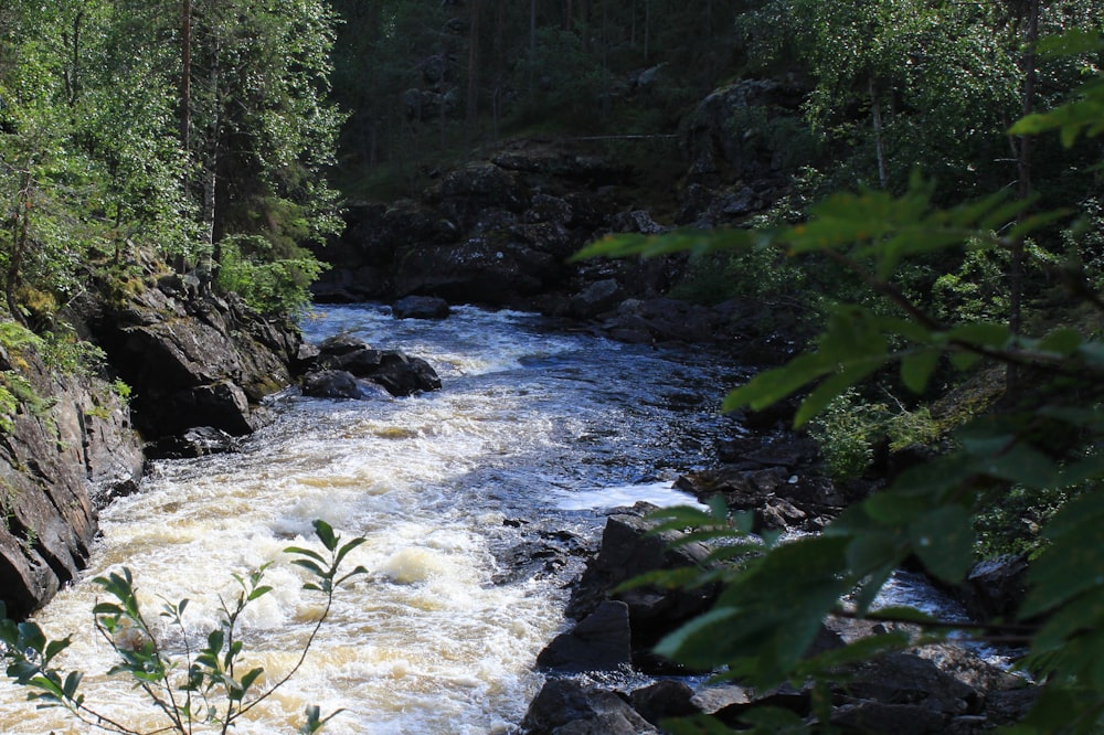 a river in a forest