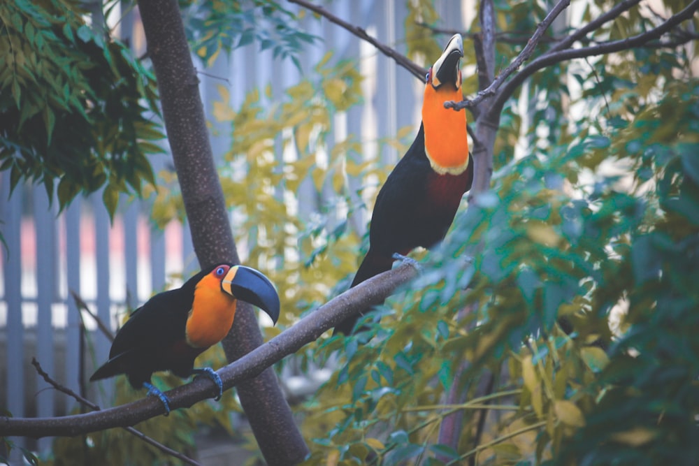 birds on a tree branch