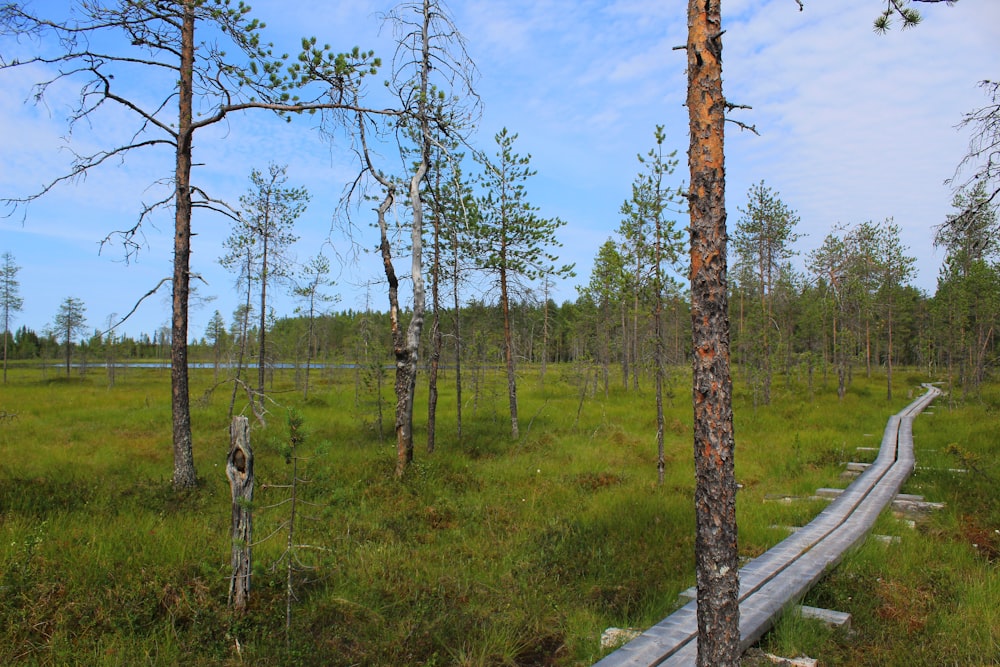 a path through a grassy field with trees on either side of it