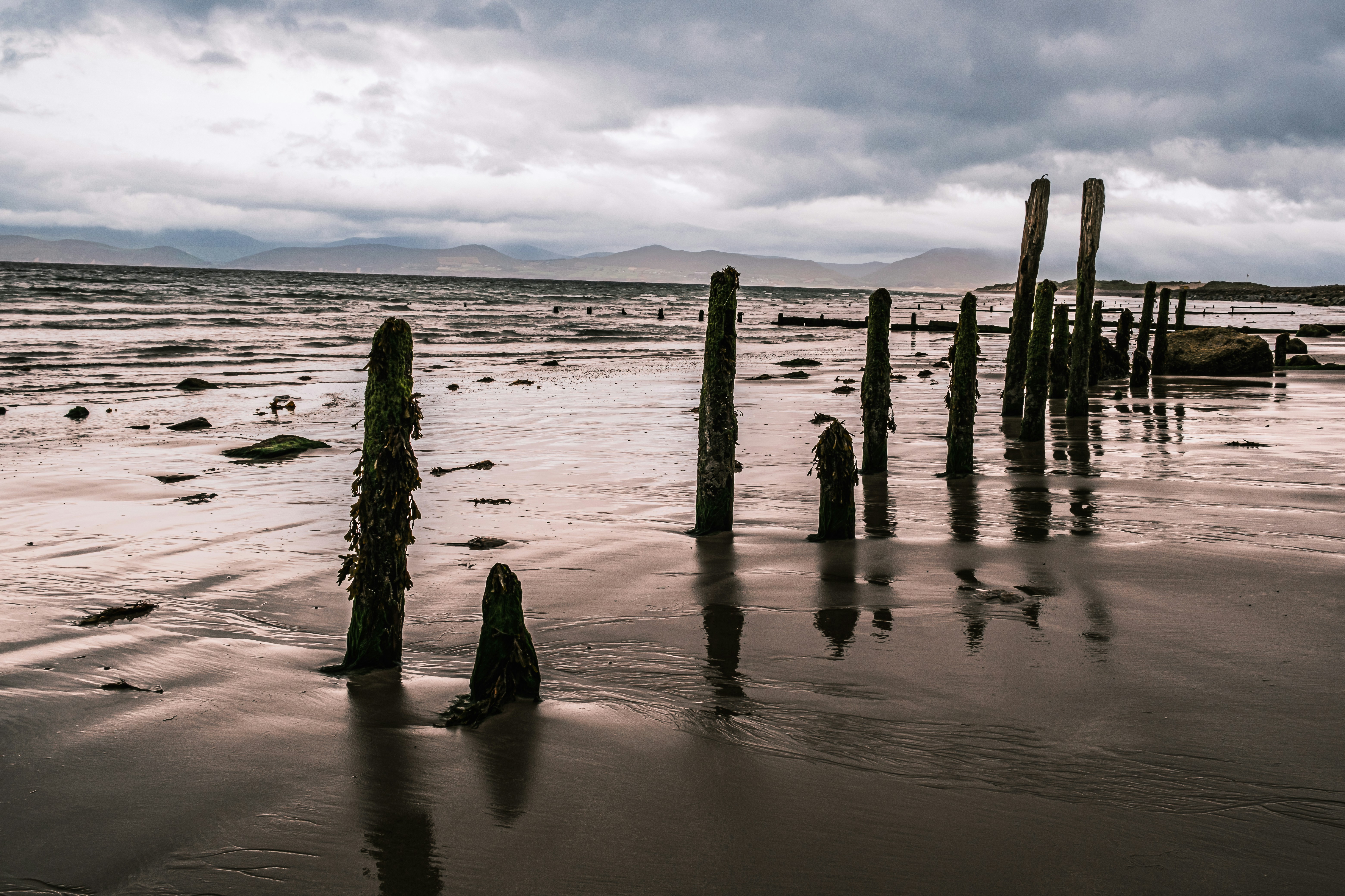 a group of trees in a body of water