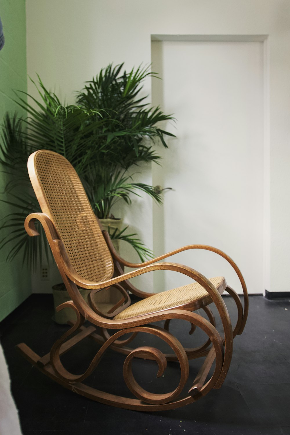 a plant in a chair
