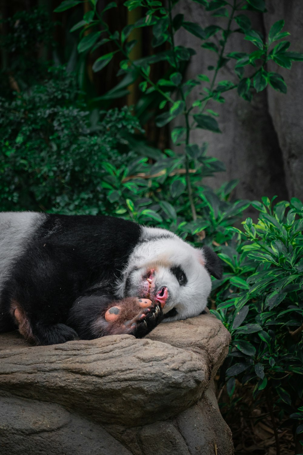a panda eating a baby panda