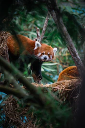 a red panda in a tree