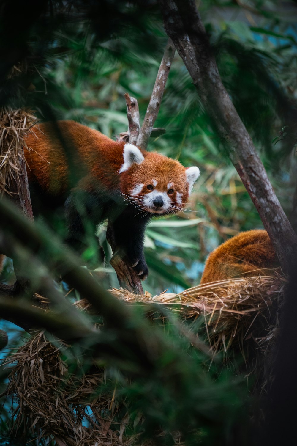 a red panda in a tree