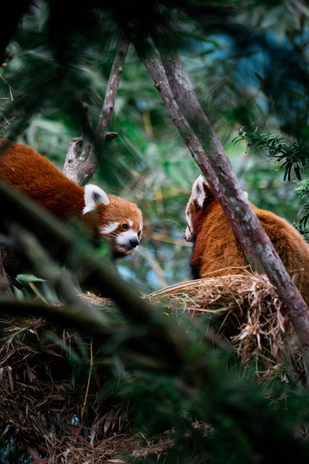 a red panda in a tree