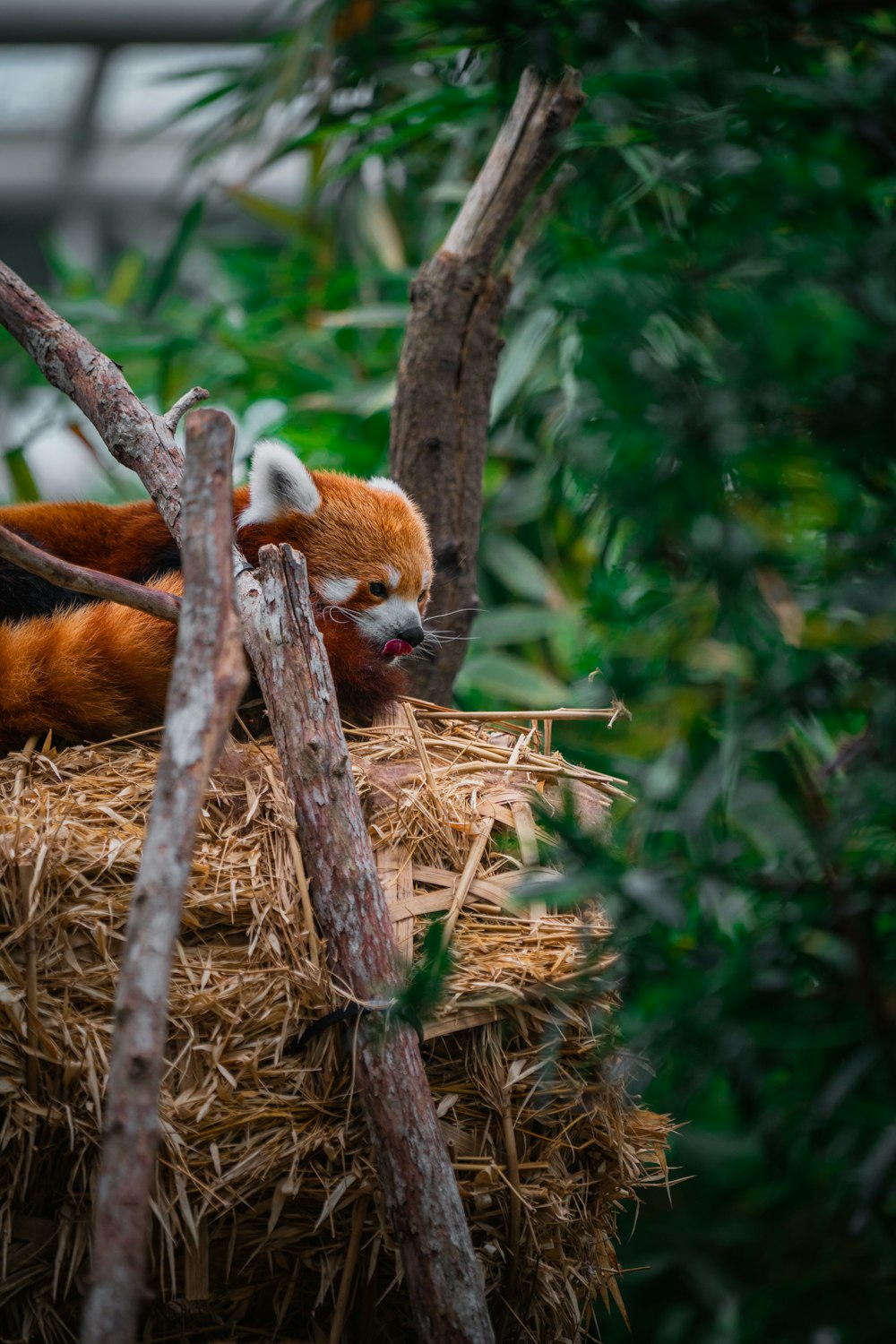 a raccoon in a nest